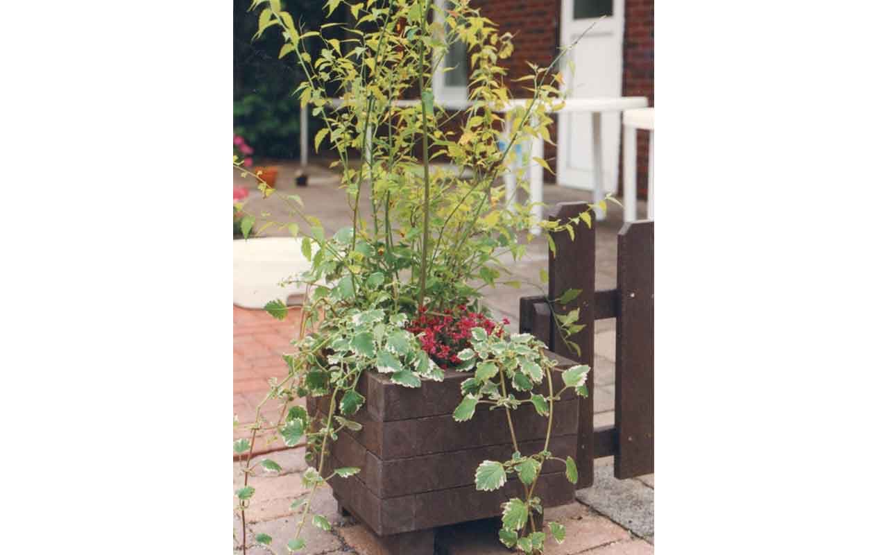 IBERIS PLANTER - Immagine 6