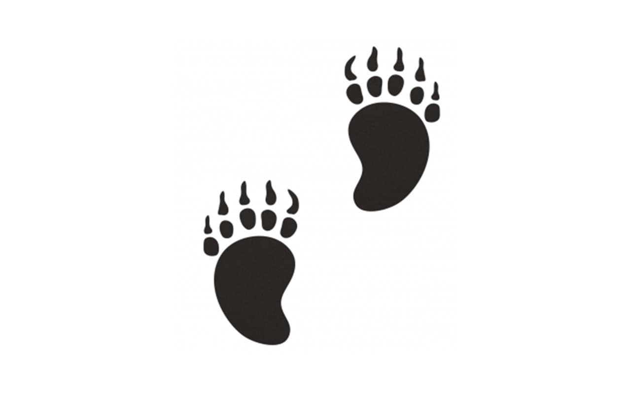 orme-grizzly