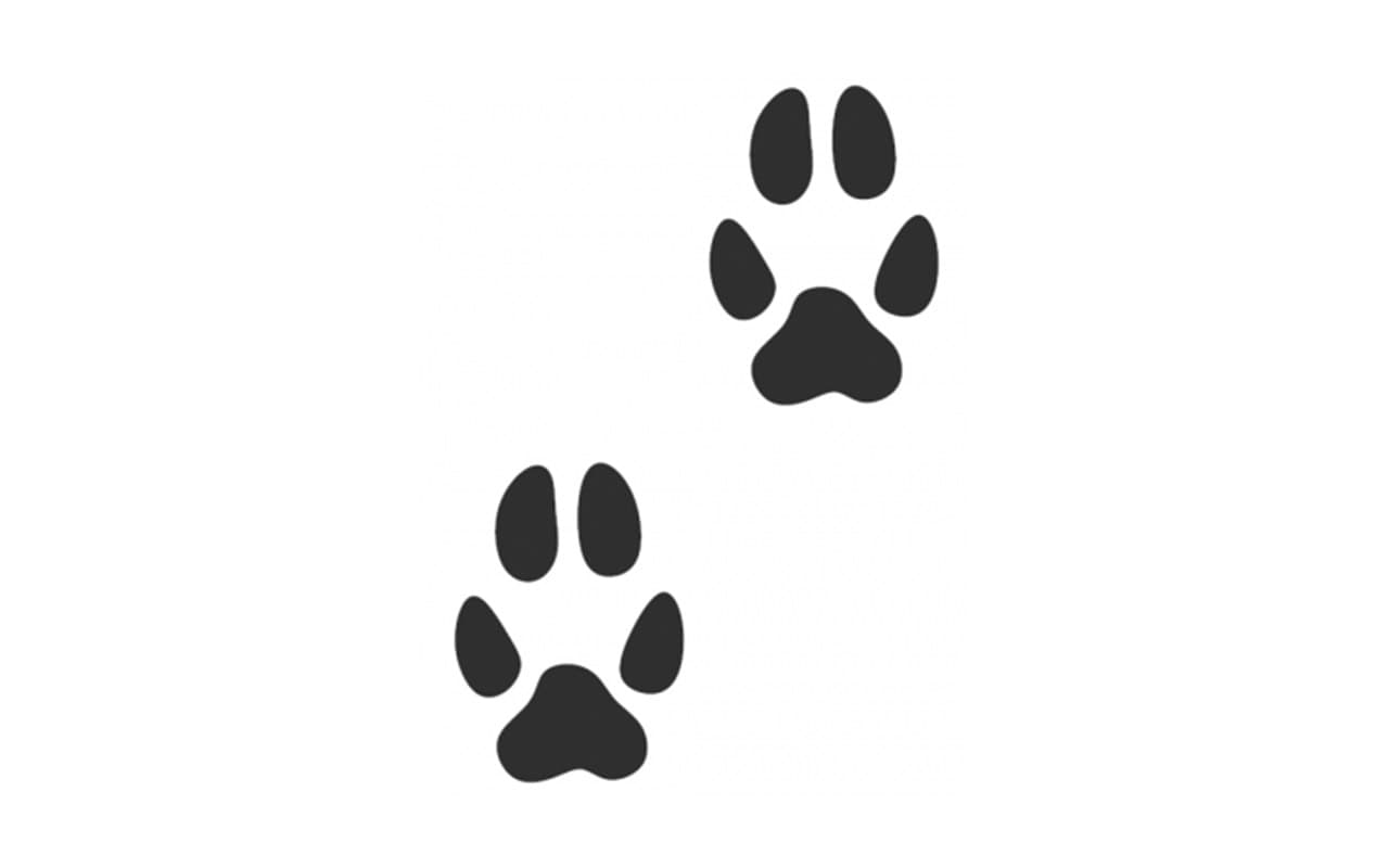 orme-cane